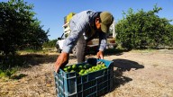 Crimen organizado impuso cuotas de hasta 4.20 pesos por kilo de limón en Michoacán