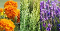 Six mosquito deterrent plants to add to your garden to help keep the pesky insect away