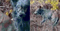 Dogs In Chernobyl Turn Blue, Show Rare Blue Fur Coloring