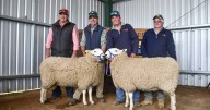 Normanhurst Border Leicester ram sale results, top price and average