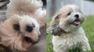 Woman searching for answers after she says online dog sitter cremated her dog, lied to her about animal’s death