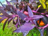 Gardener Uncovers Mystery ‘Onion’ Plant—Unprepared for What Follows