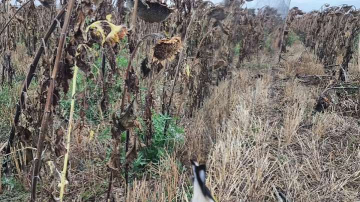 Investigados dos jóvenes de Huesca por colocar redes para atrapar pájaros para su venta