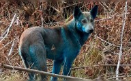 Científicos confirman que sí existen unos perros azules en Chernóbil, pero no son mutantes