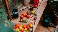 What's The Best Fertilizer To Use For Tomato Plants In 2025?