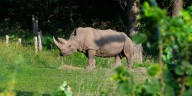 First rhinos arrive at Saint Louis Zoo WildCare Park