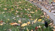 Top tips to prepare your Colorado fall lawn, garden, trees for winter