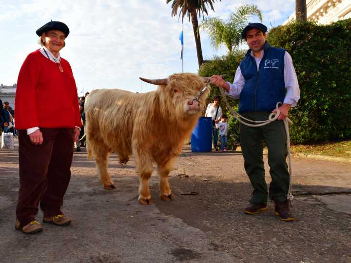 Mini toro highland escocés de menos de un metro se escapa de granja en Connecticut y recorre mas de 11 kilómetros en una odisea viral