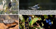 Five amazing rare birds to look out for this spring