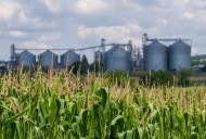 Punjab needs a food-processing push