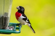 Love Birdwatching? These 9 Backyard Visitors Are a Fall Treat