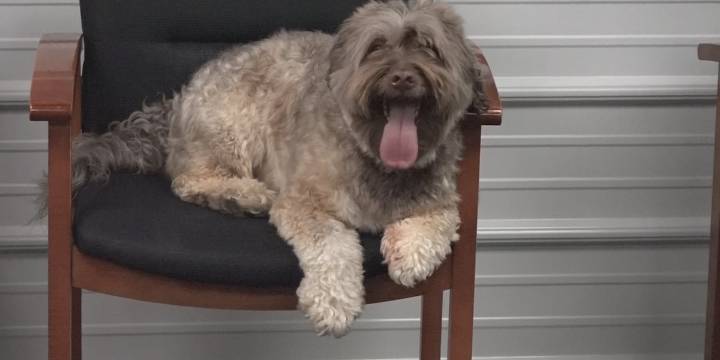 Leigh’s Lost and Found Digital Extra: Meet the ‘bad boys’ of Springfield’s Rescue One