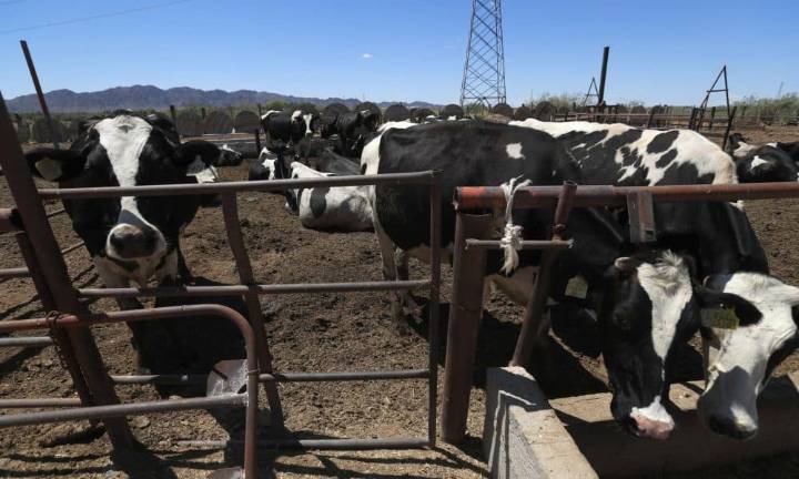México reporta una reducción del 28 % en plaga ganadera gracias a plan conjunto con EE.UU.