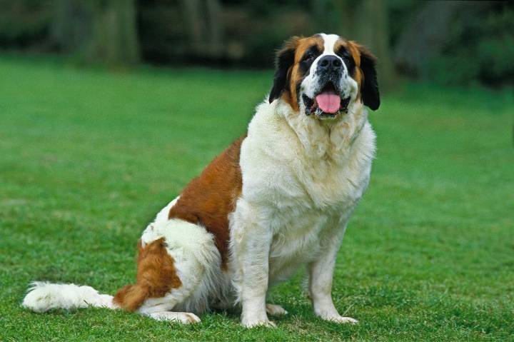 Best Pill Pockets for Saint Bernards