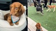 Woman Visits A New Jersey Park With Her Dog, What She Experiences Next Stuns Her