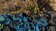 Pillados in fraganti mientras vendimiaban uva ajena: Se afanaban en cortar racimos hasta conseguir recolectar 500 kilos de uva en Briones