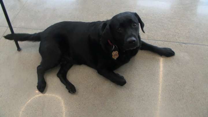 West Fargo firefighters uses trained dog to pinpoint fire origins