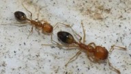 VÍDEO | Detectada por primera vez en Mallorca la hormiga invasora 'Trichomyrmex destructor'
