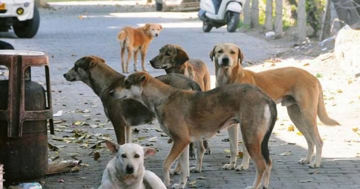 Stray sterilisation lags in Lucknow; dog-bite incidents rise after Diwali