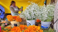 Cempasúchil, flor que reactiva la economía poblana en Día de Muertos