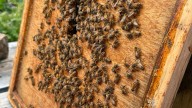 The busy bees at Bellarmine foster biodiversity