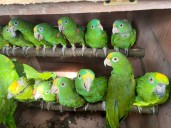 En Casanare unen esfuerzos para la protección de la fauna silvestre colombiana