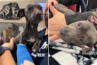 Shelter in Shock As 7-Week-Old Puppy ‘Degloved’ in Horror Bike Accident