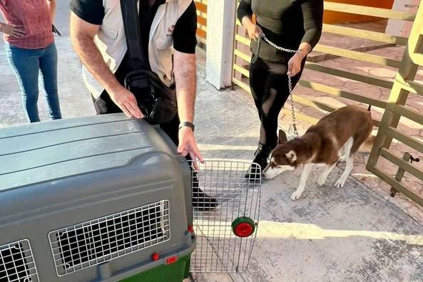 RESCATAN A HUSKY Y LOROS