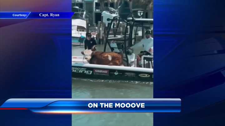 On the mooove: Mini cow goes sailing with owner on St. Pete Beach for first boat ride 