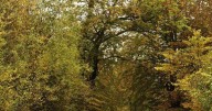 Stunning Greater Manchester autumn walk with pumpkin patch, river stroll and cost cafe
