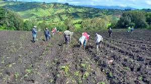 Programa de apoyo a paperos: el Gobierno comprará 8.000 toneladas de papa a campesinos colombianos