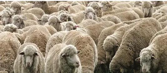 35 sheep stolen from Bandipora farmer; police launch investigation