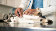 Miedo al veterinario: cómo ayudar a nuestras mascotas a superarlo