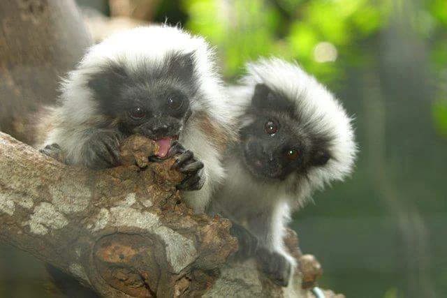 En las entrañas de la reserva del tití cabeciblanco