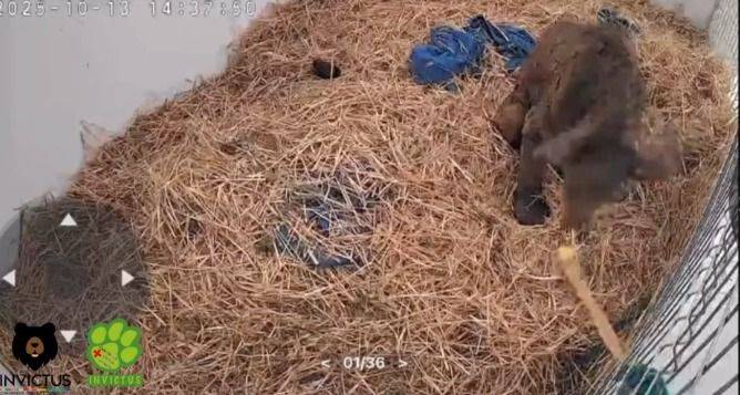 Venderá Invictus ositos de peluche para recaudar fondos para Mina