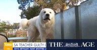 Adelaide teacher pleads guilty to stealing family dog.