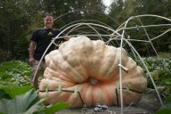 How to grow a giant pumpkin, with help from science