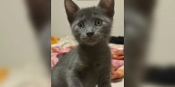 Saving Graces 4 Felines: Meet Major