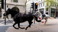 Horse that bolted through London retires