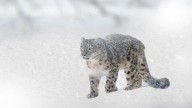 Snow leopard count up by 62% in Himachal over four years: survey