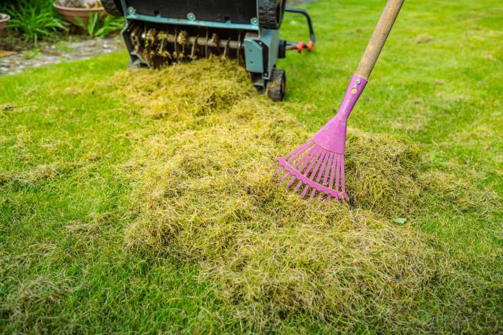 4 Reasons You Should Dethatch Your Lawn in October