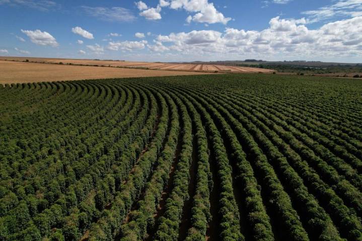 Brazil forest loss linked to coffee hit 737,000 hectares between 2002 and 2023, report says