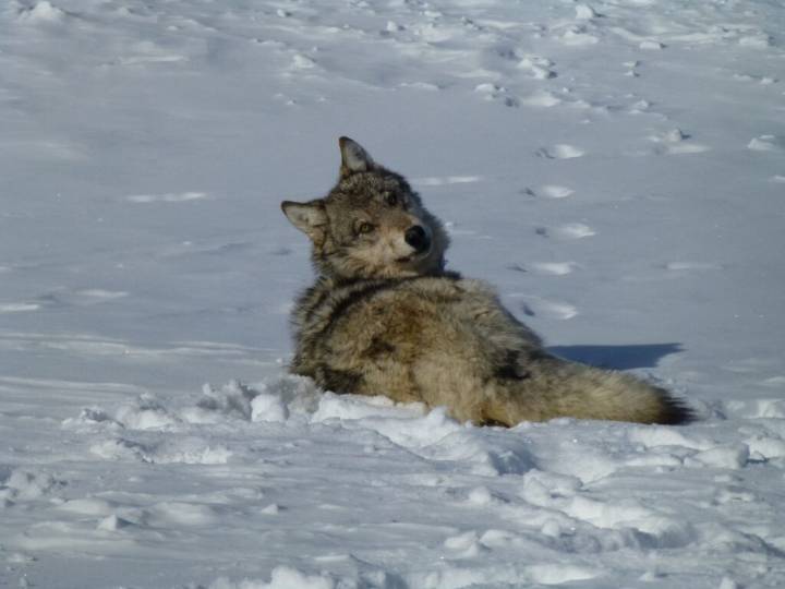 Opposing lawsuits take aim at FWP wolf hunting regulations