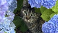 Are you a cat lover? Ever been to the Virginia Cat Festival?