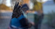 'Mass mortality' event | UC professor says more than 50 birds died in 1 day by flying into windows on campus