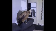 Un intruso que se instala en el sofá: un buitre leonado se cuela en una vivienda del centro de Torrevieja