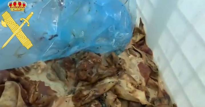 Hallan 9.000 kilos de carne en avanzado estado de putrefacción en una nave de Montejo