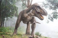 Dinosaur footprints lead to discovery of giant quarry