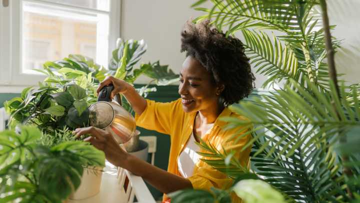 The Native Environment Your Houseplants Thrives In (And How To Replicate It At Home)