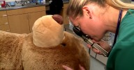 Palm Beach Zoo hosts first-ever teddy bear clinic this weekend